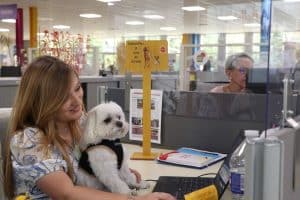 Le bien-être dans l’entreprise. Les chiens au travail, la solution stupide pour les managers ?